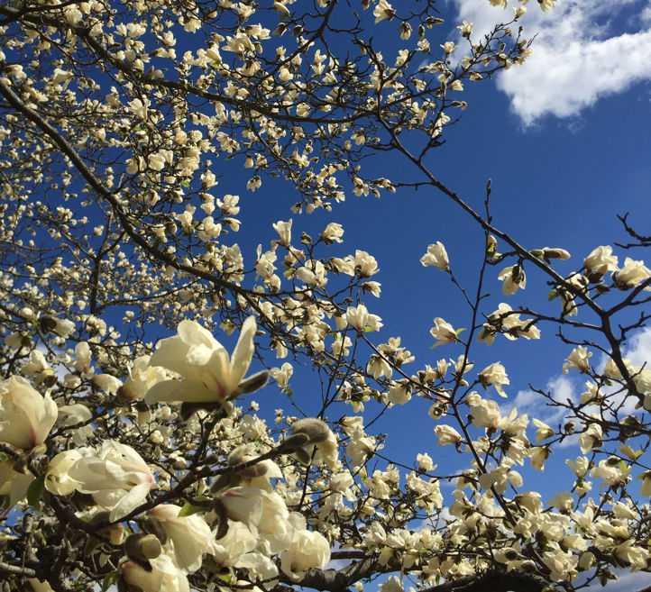 heidi s k; magnolia