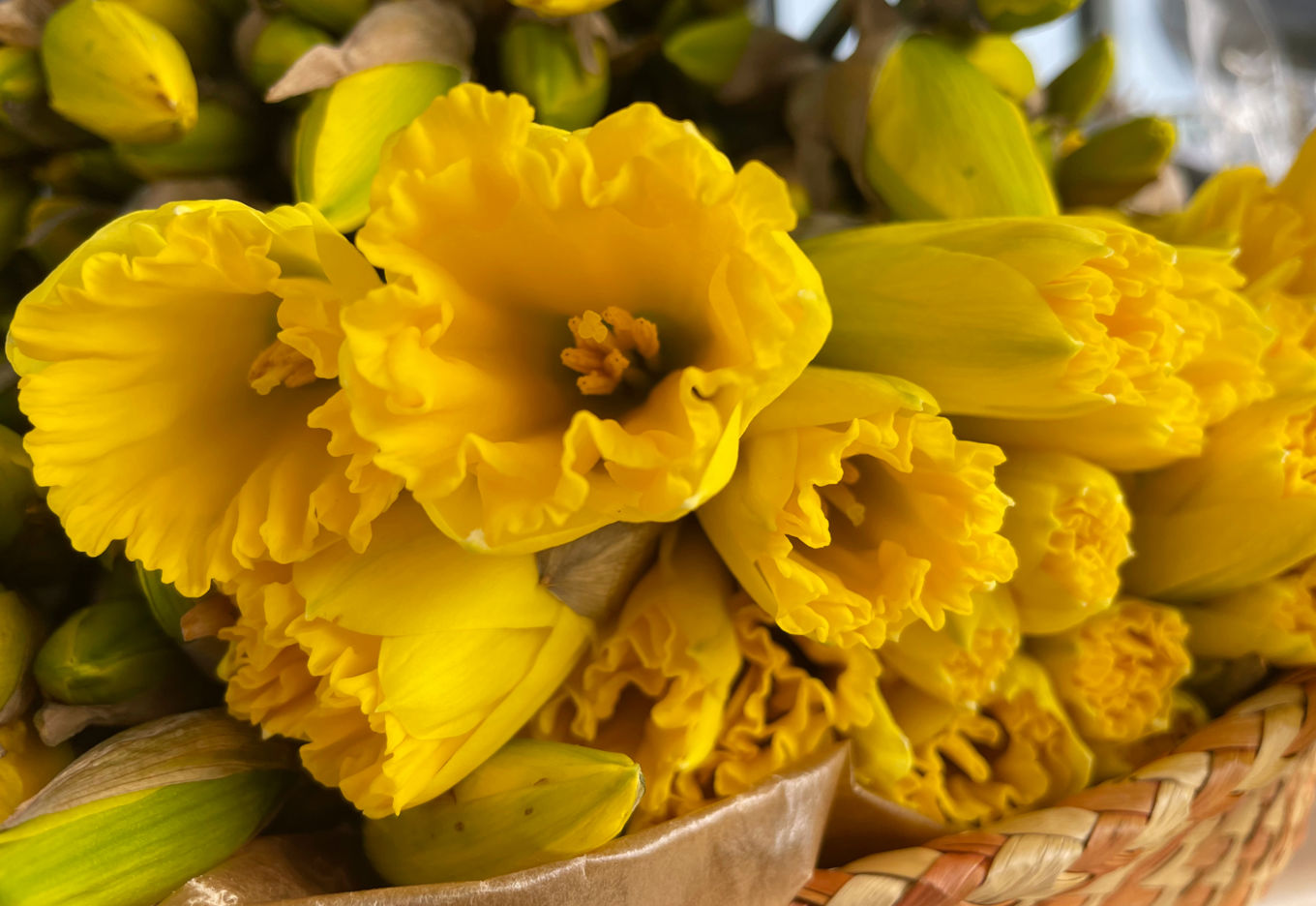 Heidi S K; Påskeblomster i Nydalen