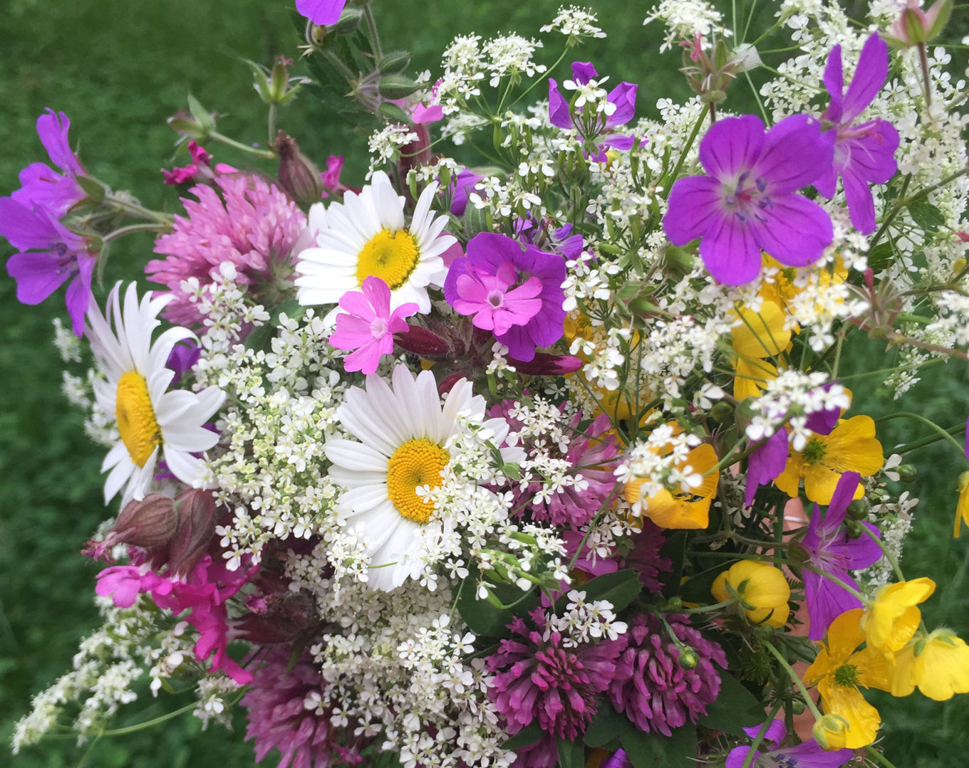 Foto: HSK; sommerblomster HSK; sommerblomster