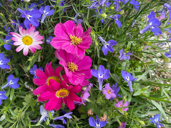 sommerblomster hsk