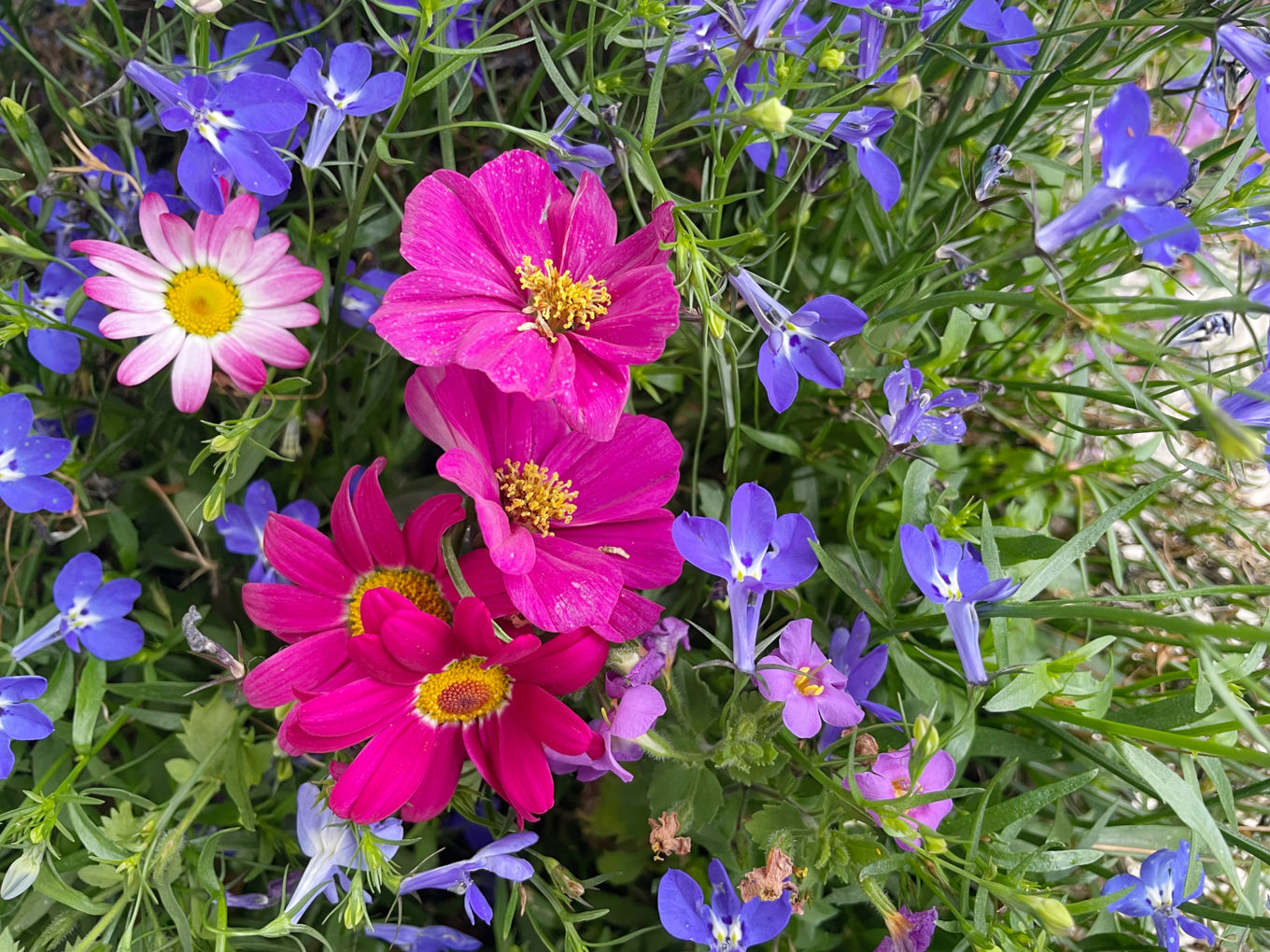 Foto: sommerblomster hsk sommerblomster hsk