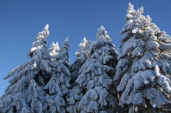 En gruppe trær dekket av snø
