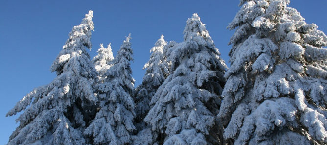 Foto: vinterferie En gruppe trær dekket av snø